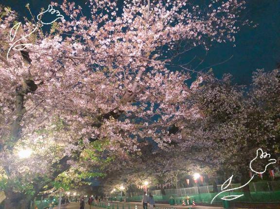 お花見しましたか？