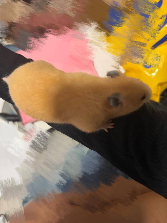 うちのペット´???`?