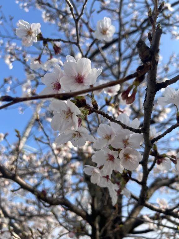 花見🌸