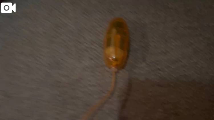 【約束の】犬の散歩