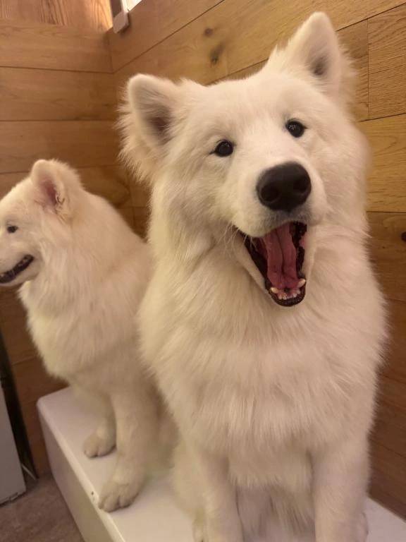 犬派？猫派？🐱ྀི