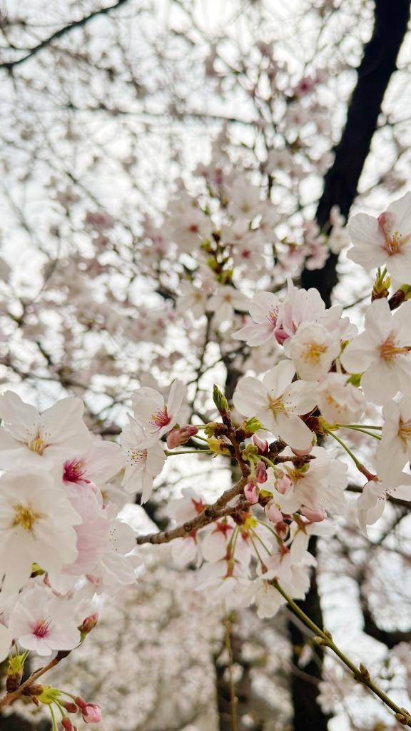 4月の予定🐰💕