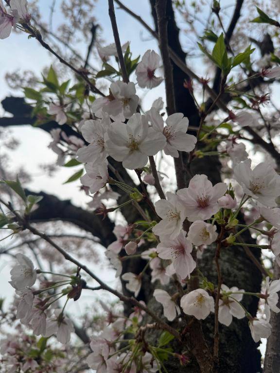 花より団子…？🌸🍡