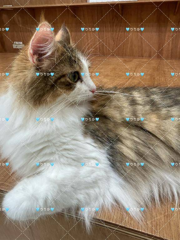 癒された🐈🐾