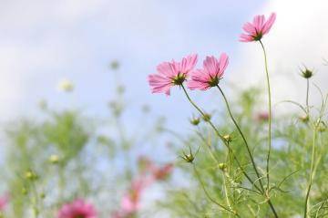 本日のお礼♡12時のお客さま