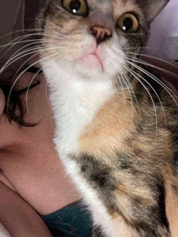 猫が来て。