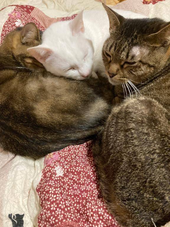 [お題]猫と一緒に。