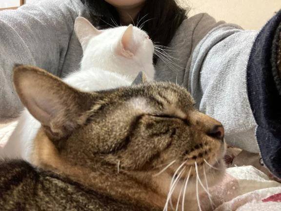 [お題]どちらも。