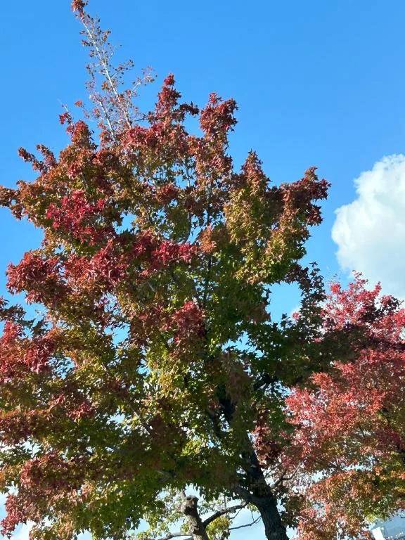 おはようございます