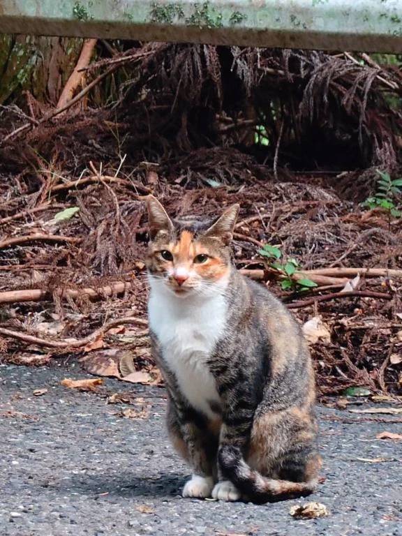 [お題]猫推し。