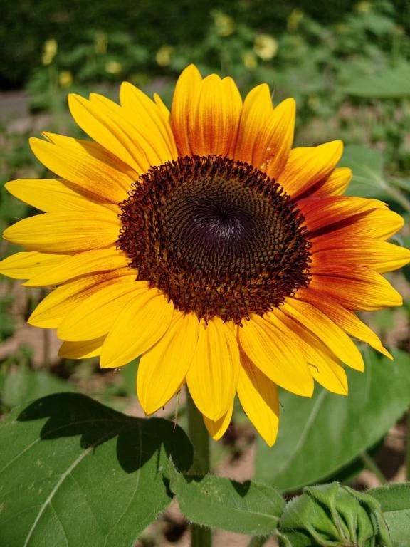 シルクロードのリピ様へ❤️