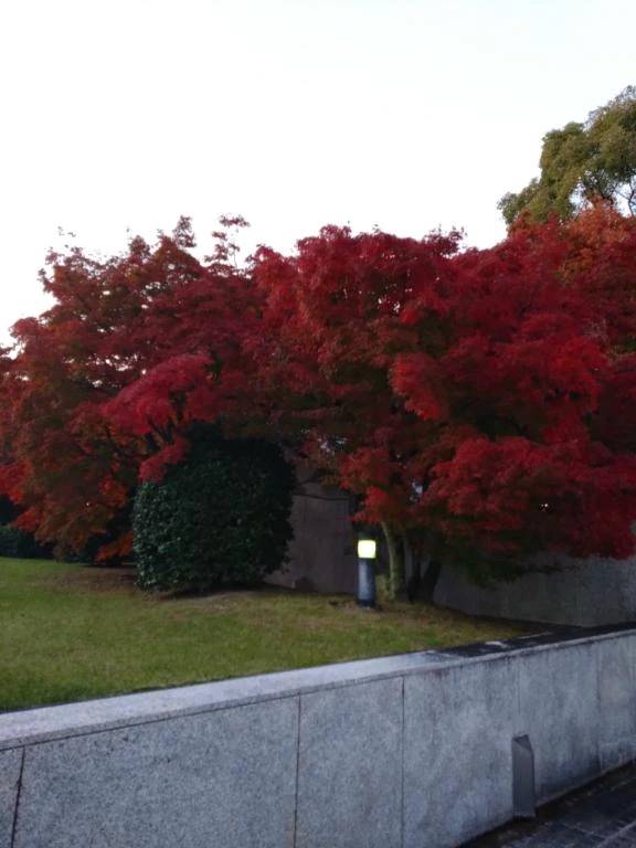 おはようございます♪