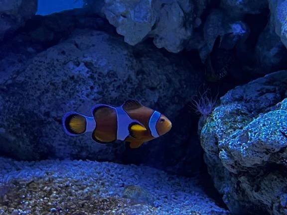 冬と言ったら雪〜♪雪と言ったらﾌﾌﾝﾌﾝ〜♪