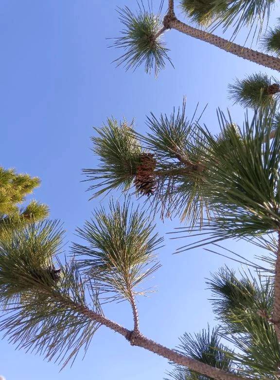 チンチン◯◯に乗って♪