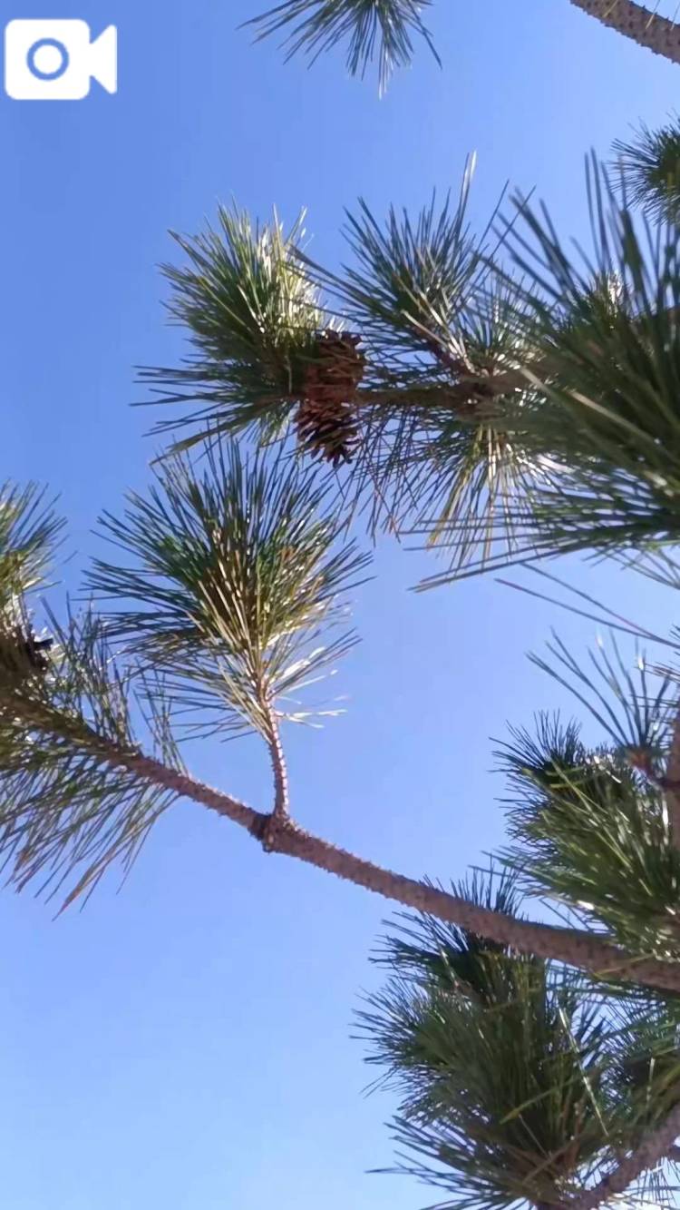 まつぼっくり発見♪