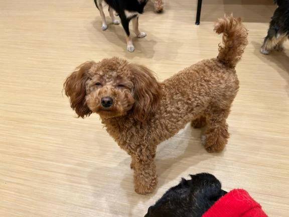 おやすみなさい