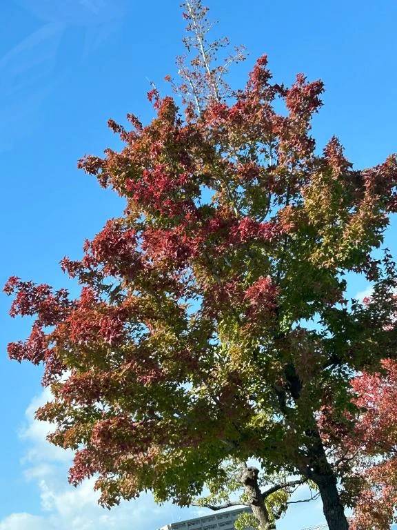 おはようございます