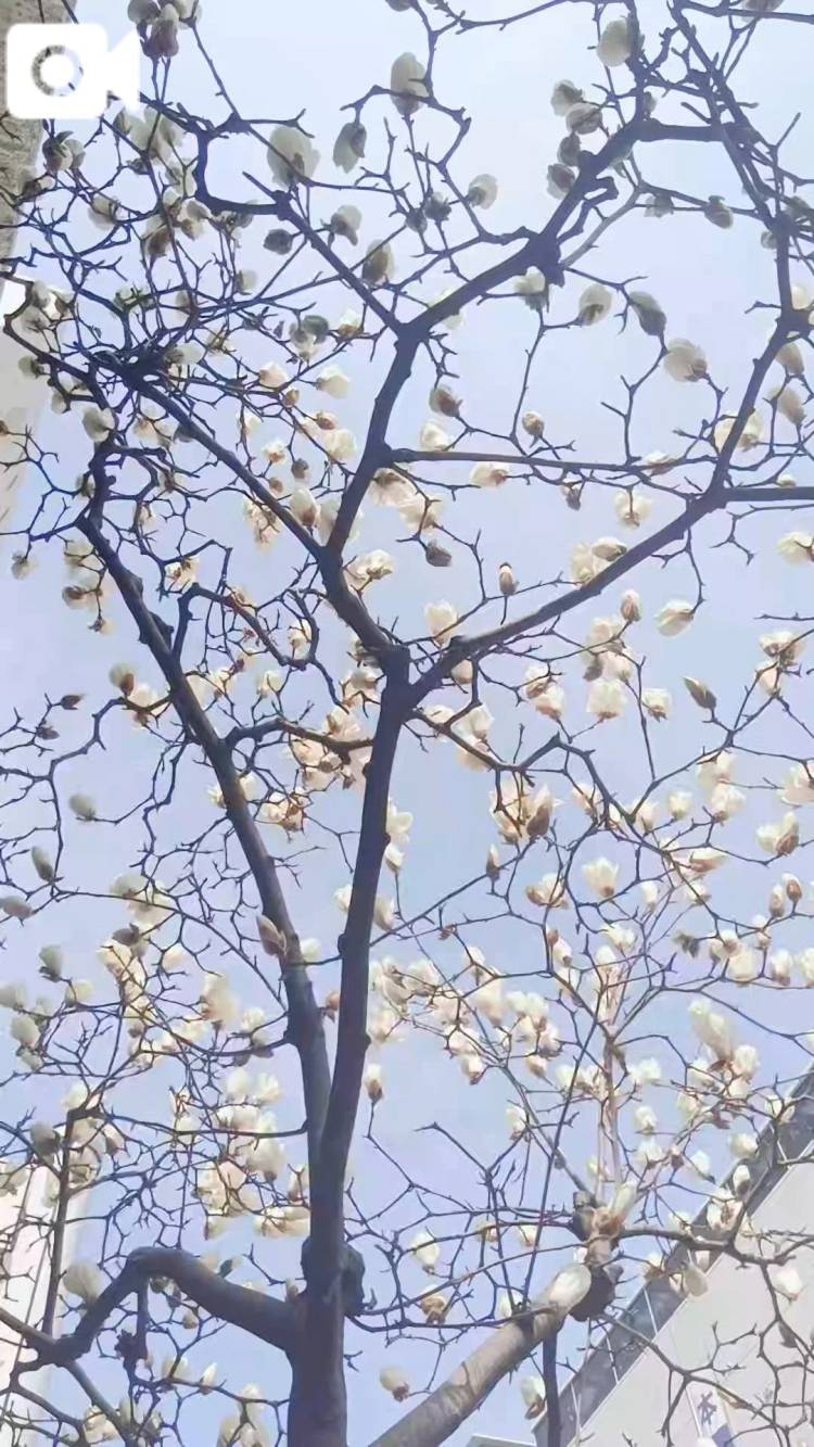 ハモクレンかなあコブシかなあ♪