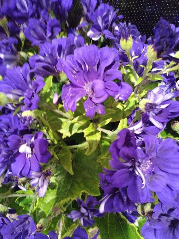 びぃーなすのリピ様へ❤️