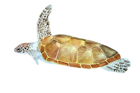 新人 菜月(なつき)（エッチな熟女）