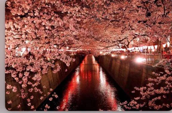 桜🌸