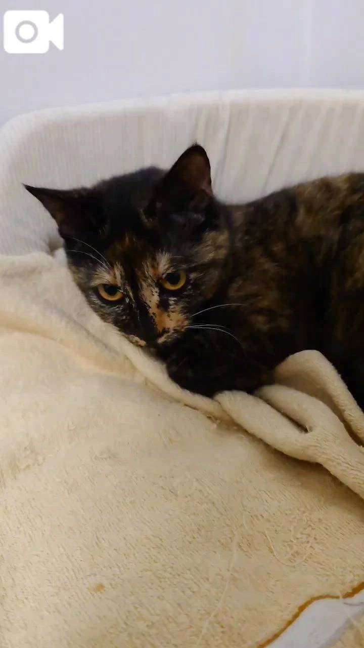 [お題]好きなこと。