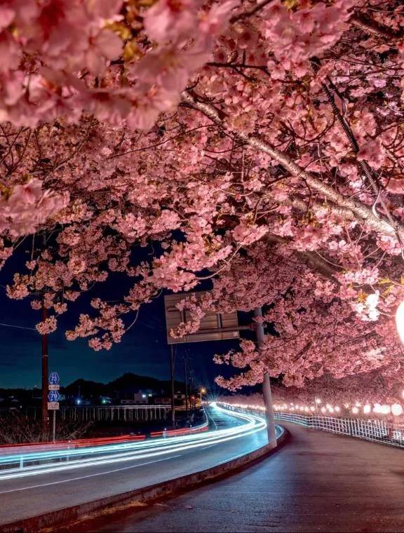 桜🌸