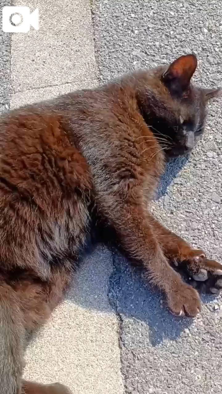 地域猫ちゃんに癒されます(^^)