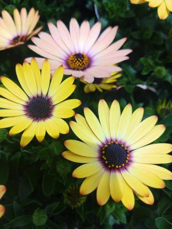 おはようございます♪