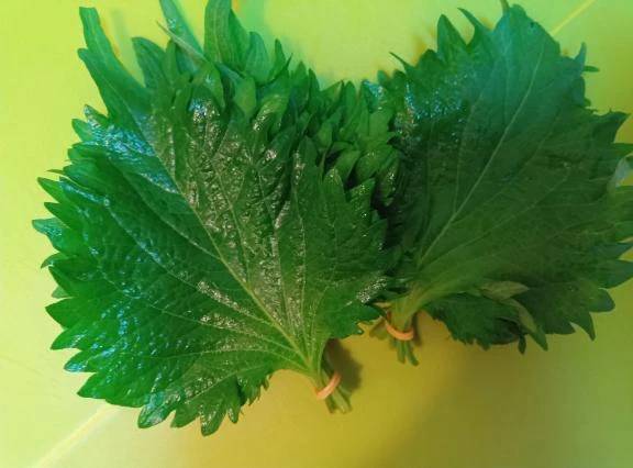 花粉症には生の◯◯♪
