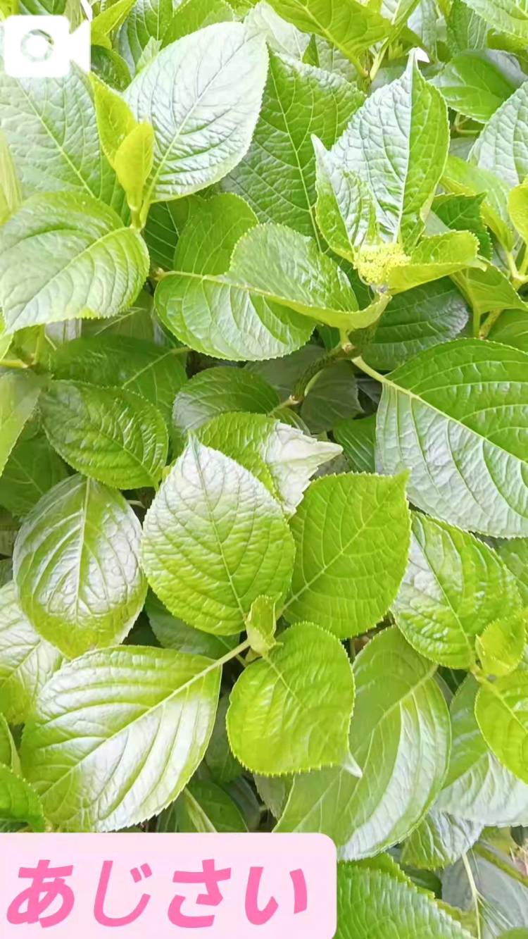 みどりがきれい♪