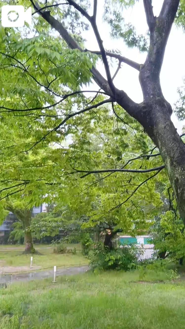 今日の雨音(^^)