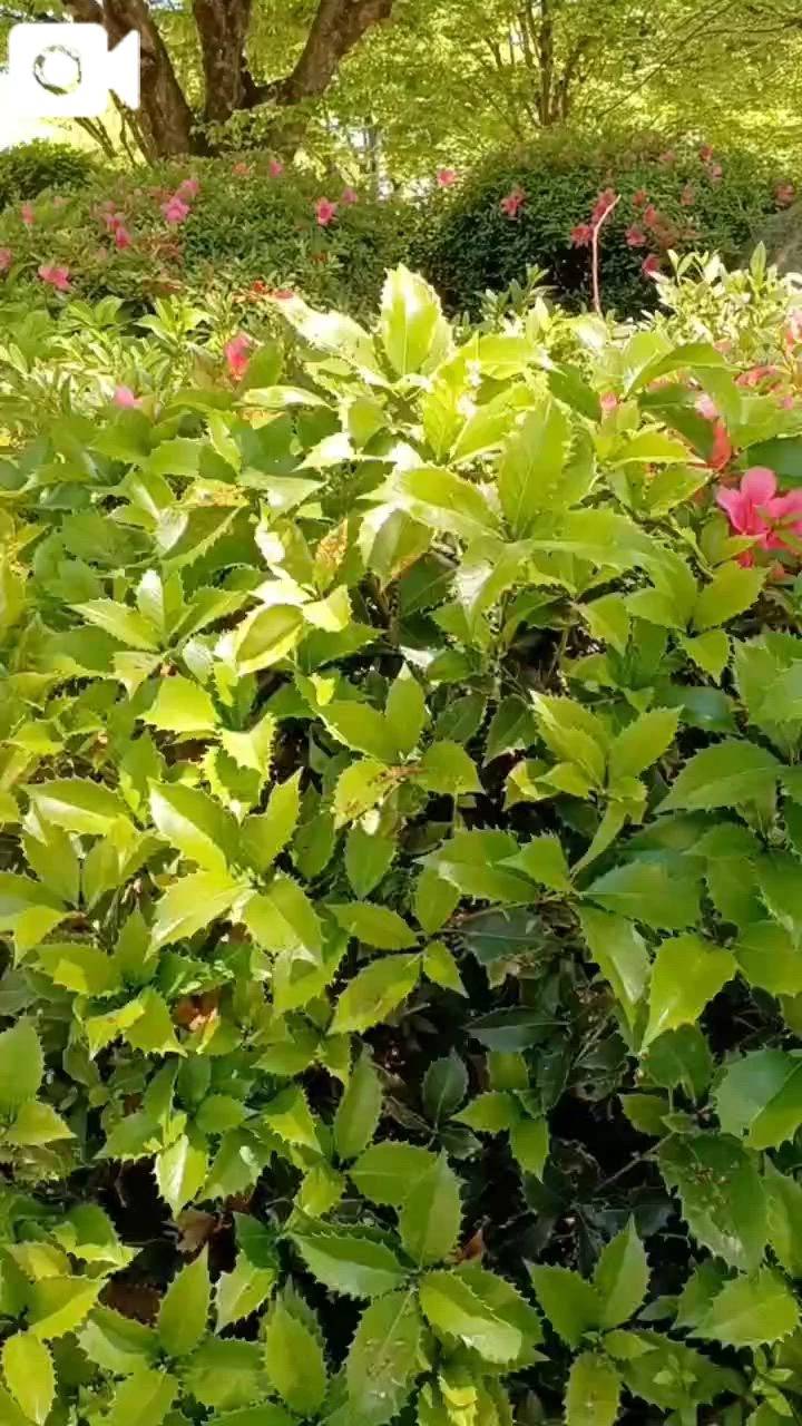 お出かけした公園の緑♪