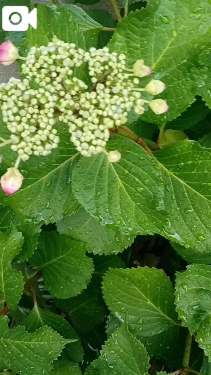 雨に濡れてもきれい♪