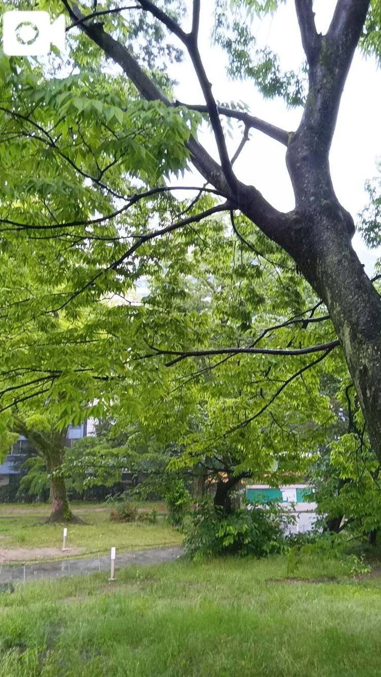 蒸し暑い♪