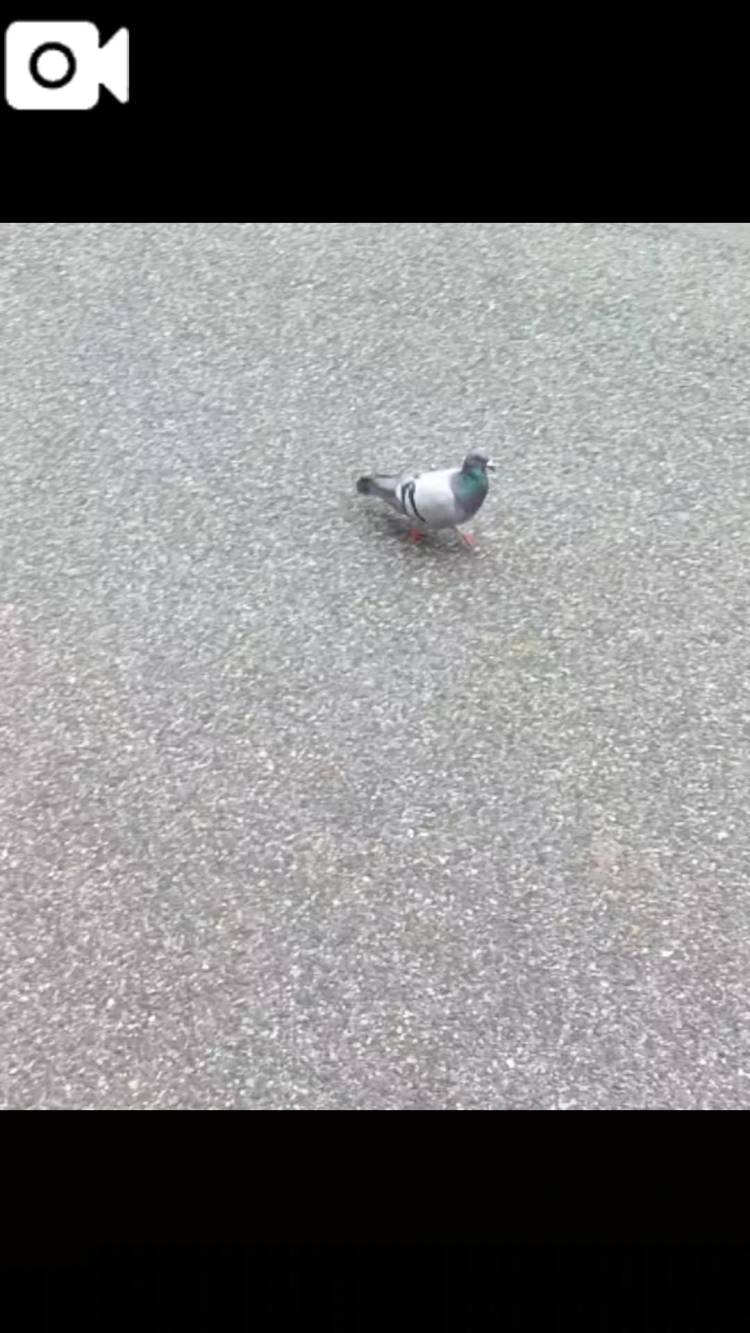 癒し♪