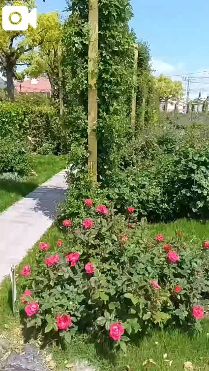 今日はローズの日🌹