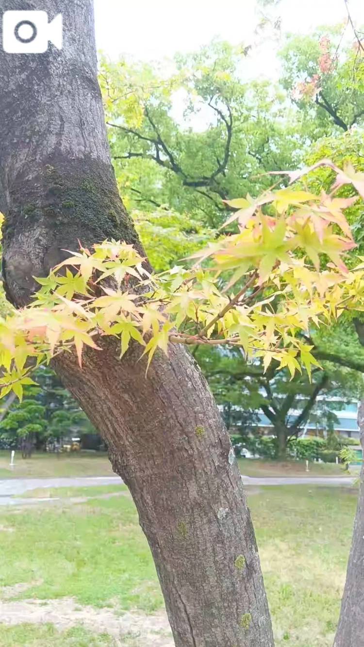青もみじ♪