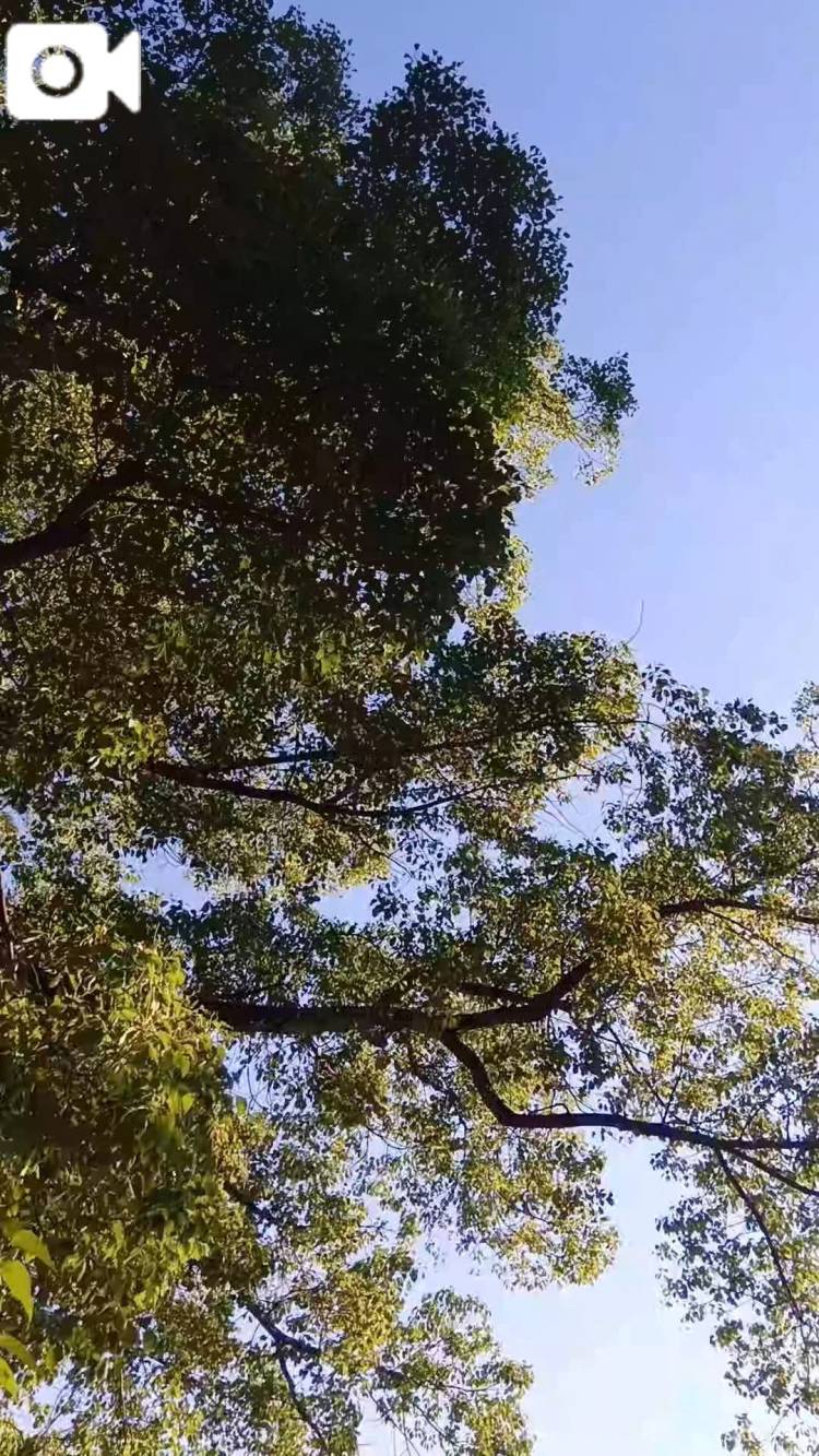 公園の青葉にや癒されました(^^)