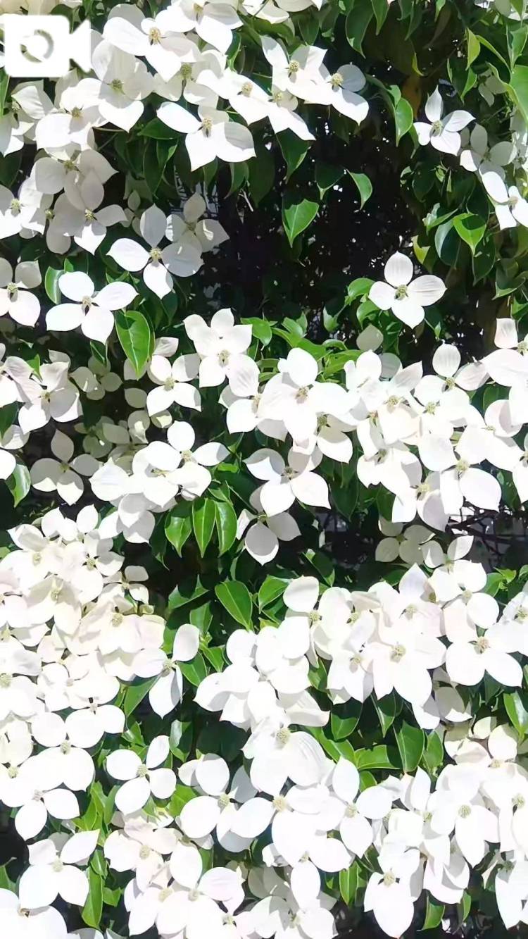 🌼ヤマボウシ🌼