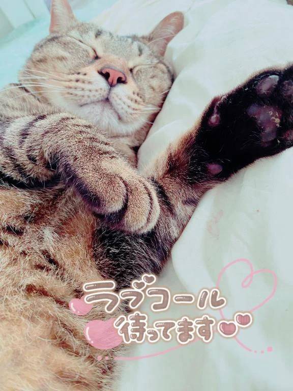出勤しました🐱