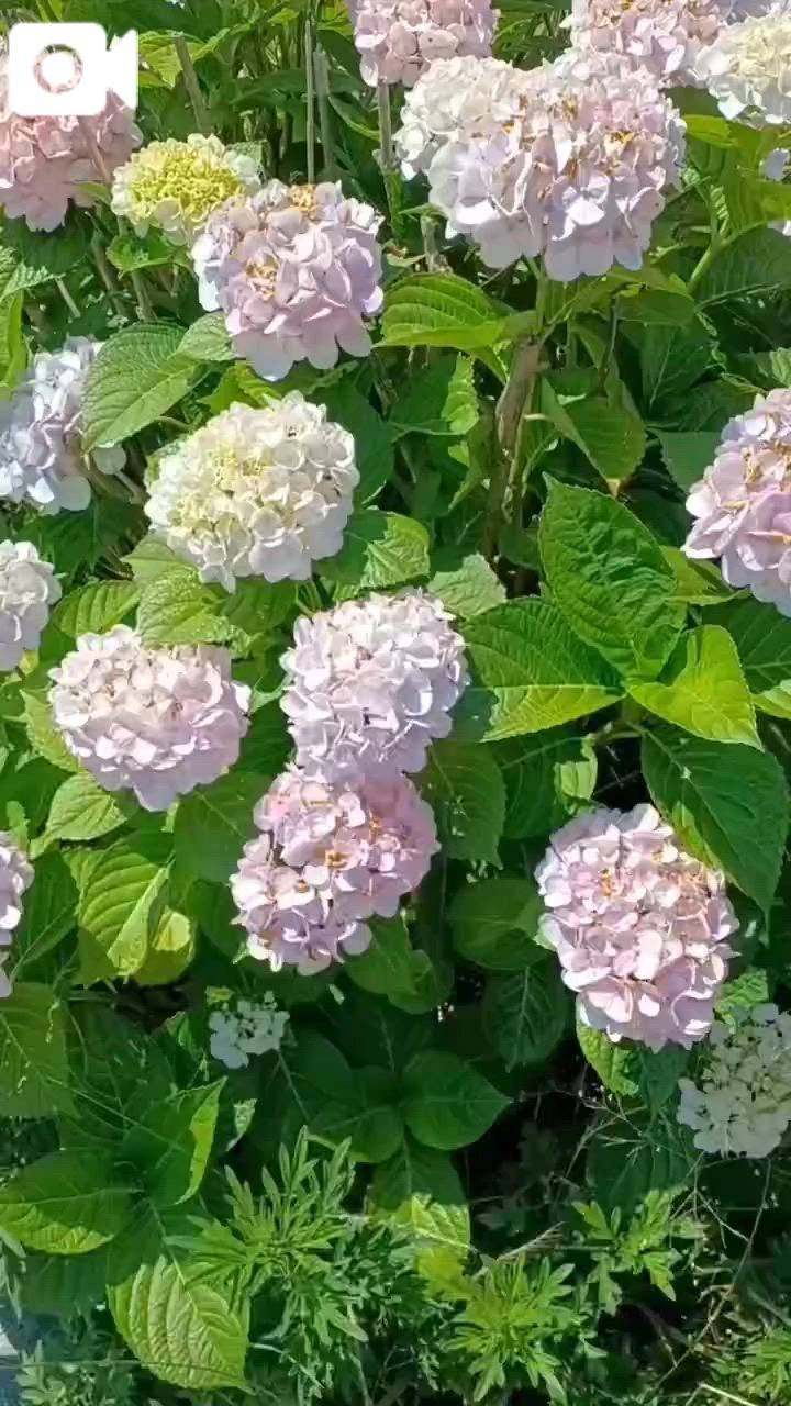 今夜は◯◯♪