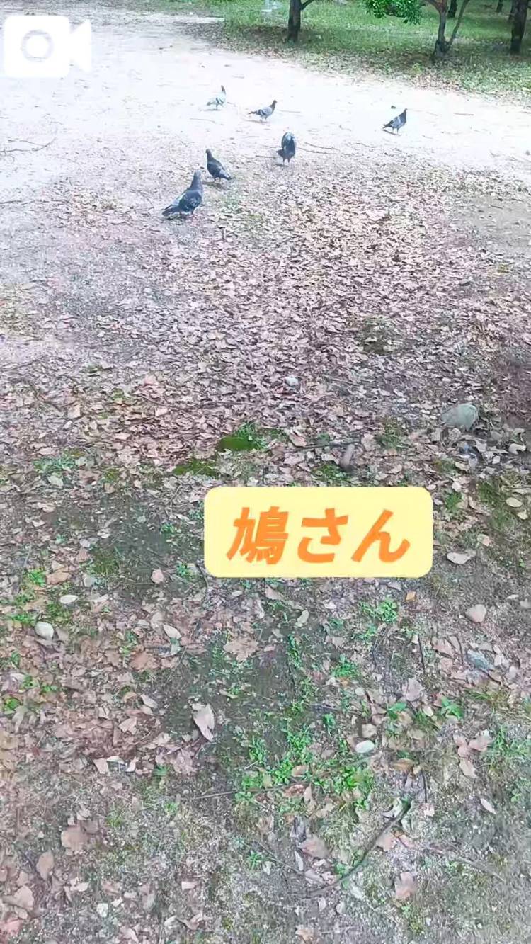 【アニマル診断】やってみたよ♪