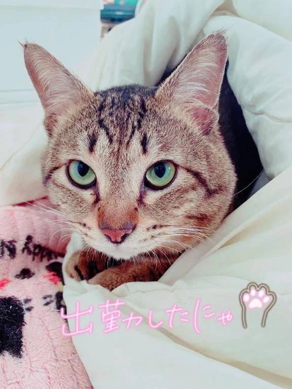 出勤しました🐱