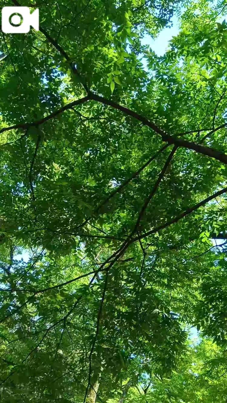 今日撮影♪🌳
