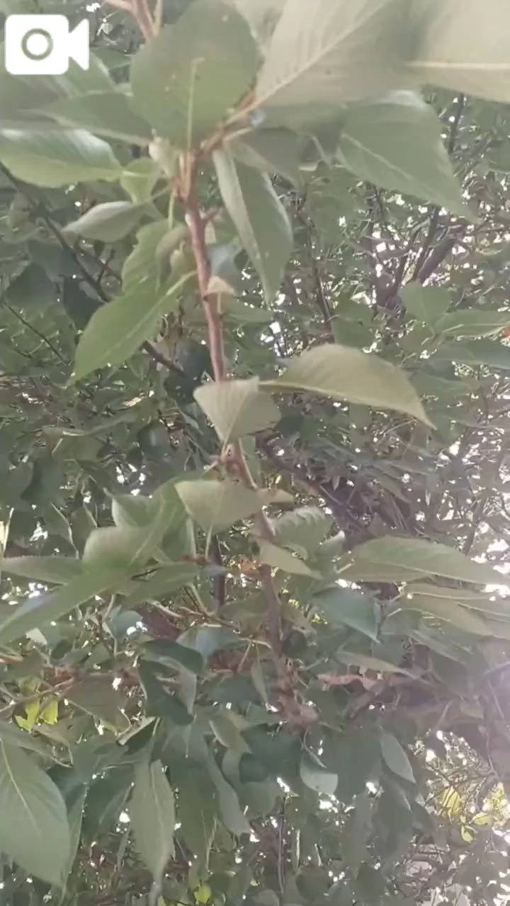 オスがメスを呼ぶ💝