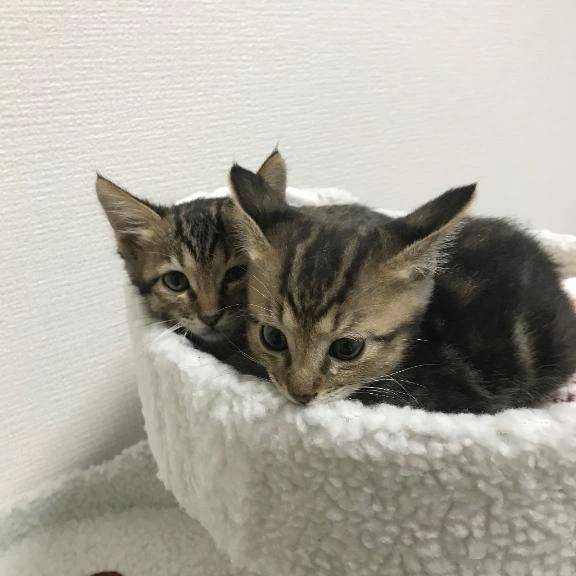 [お題]夏だからか。
