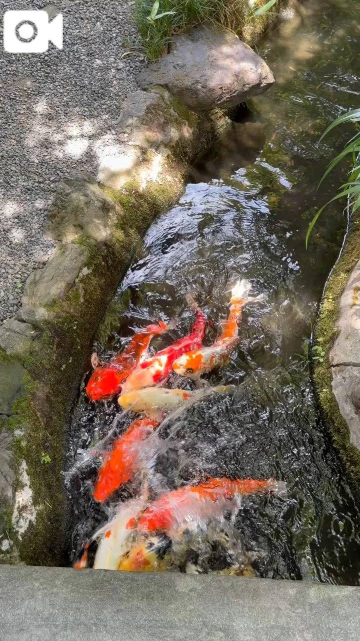⚠️音入り⚠️㊙️華子も写っています♪🩷