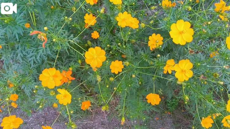 秋だね♪🌼