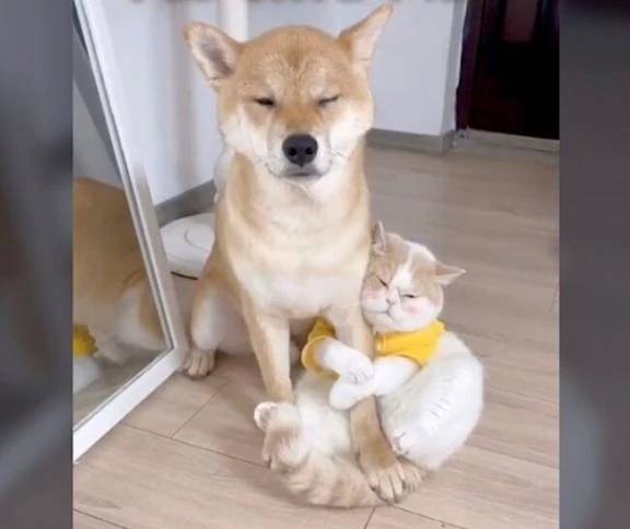 癒やし①